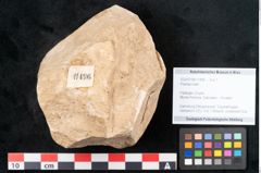 Foto (Objekt + Etikett) von Plantae indet.  (NHMW-GEO-2024-0188-11496)